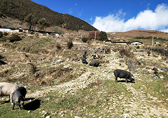 普格生态原产地品牌打造